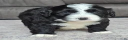 Mini Bernedoodle dogs for sale: Mini Boots - Ad 7