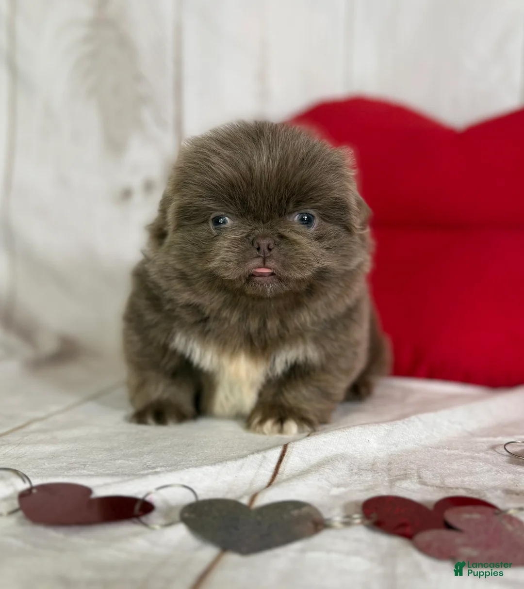 Pekingese dogs for sale: AKC DNA OFA Buddy lilac - Ad 20