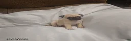 Pug dogs for sale: Casper - Ad 1