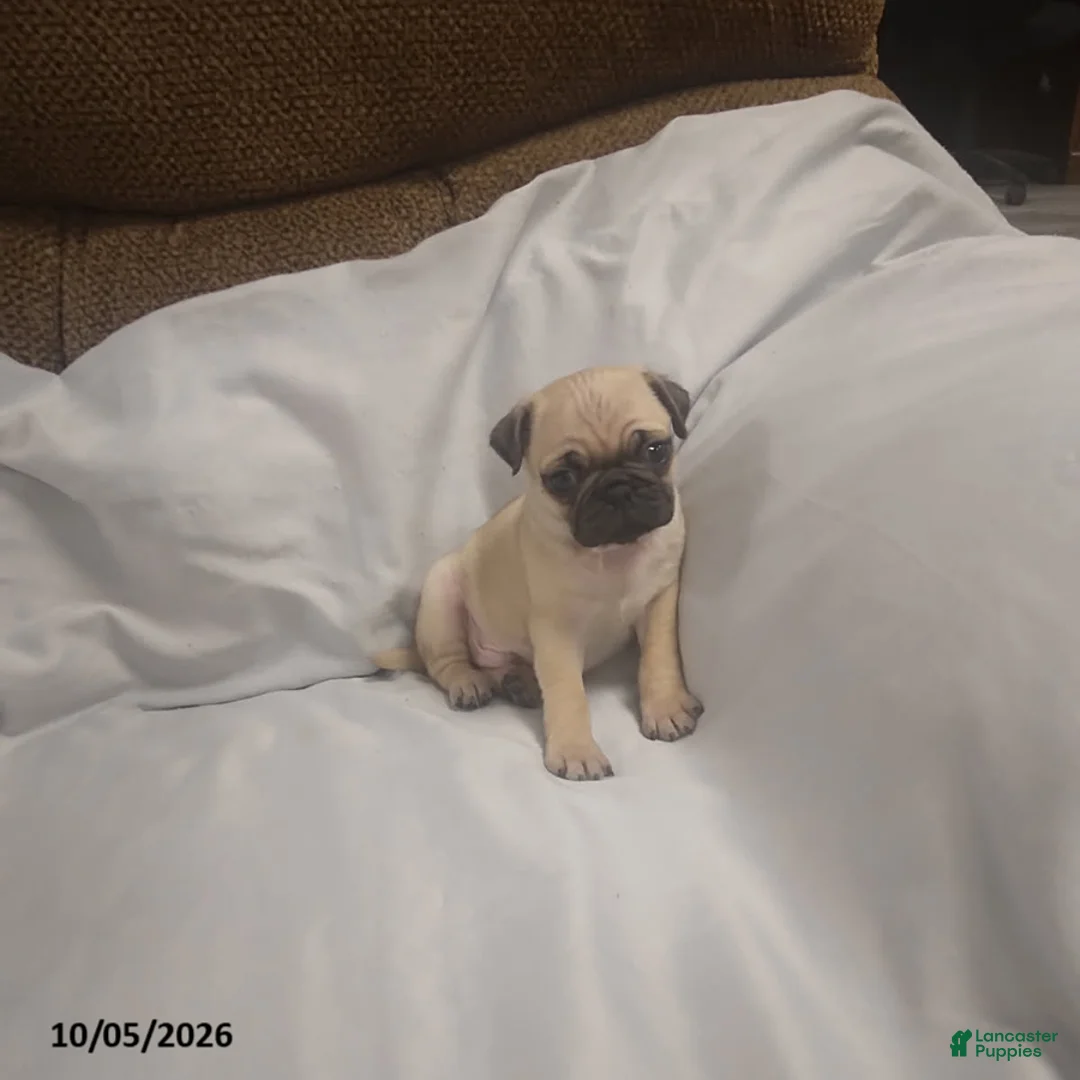 Pug dogs for sale: Casper - Ad 1