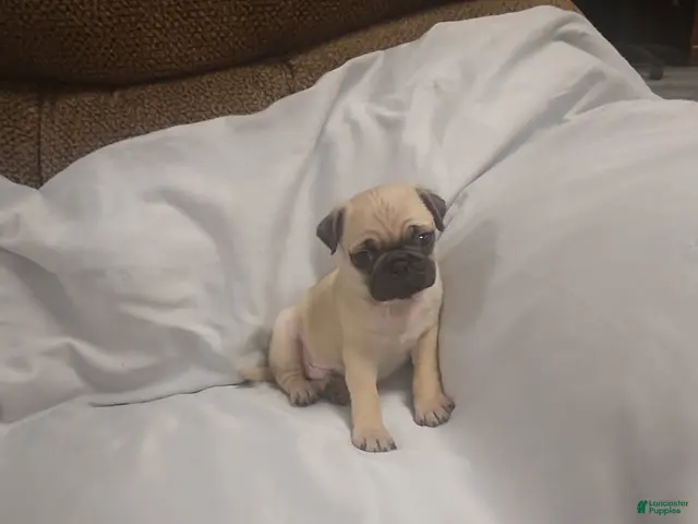 Pug dogs for sale: Casper - Ad 1