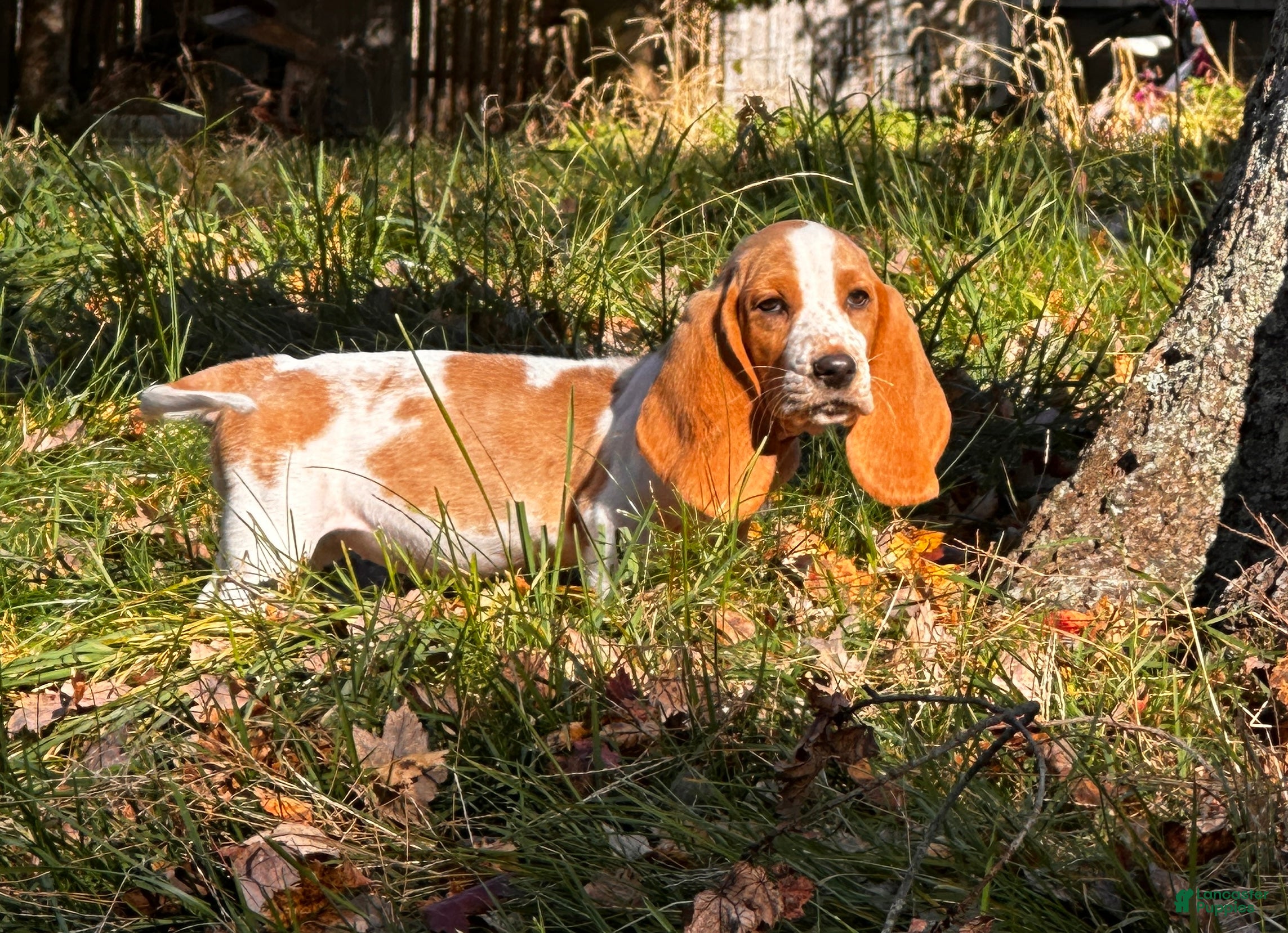 Basset Hound dogs for sale: Dolly - Ad 1