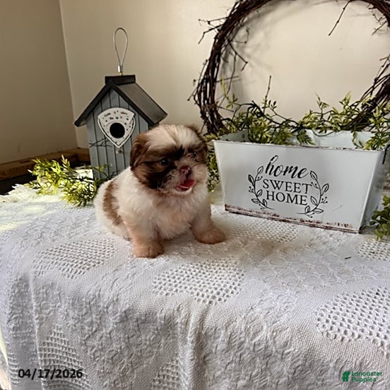 Shih Tzu dogs Jessica - Ad 2
