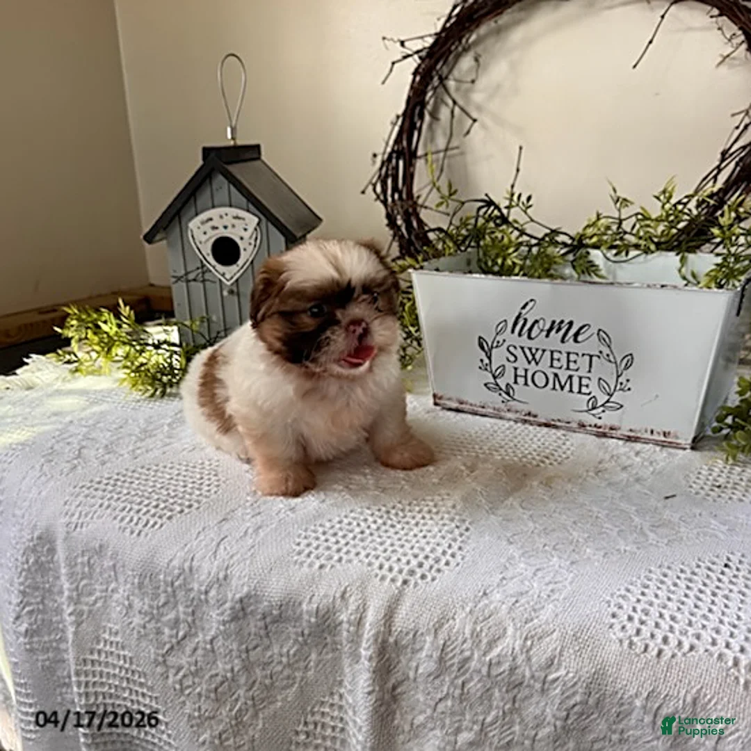 Shih Tzu dogs for sale: Jessica - Ad 2