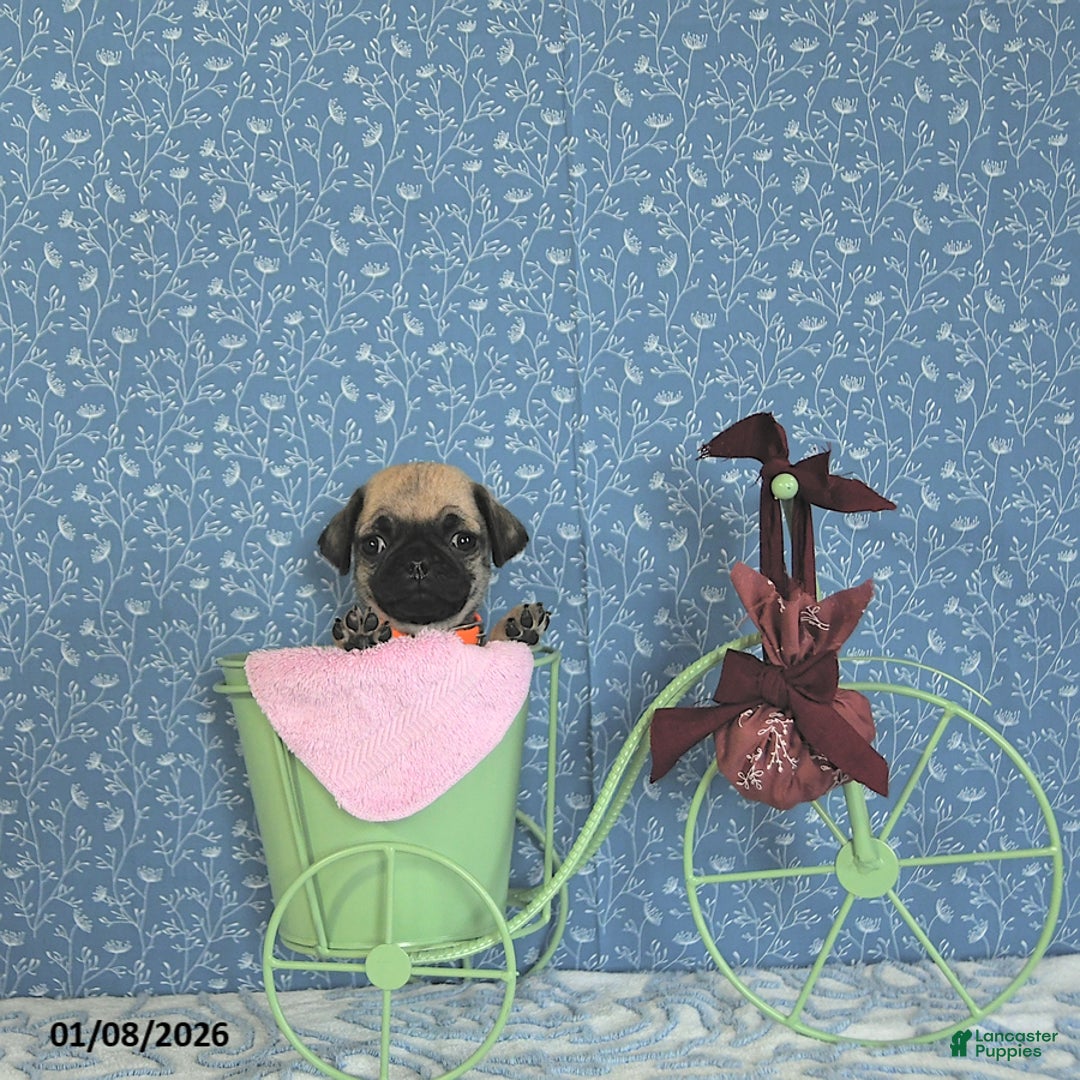 Pug dogs for sale: Lorita - Ad 5