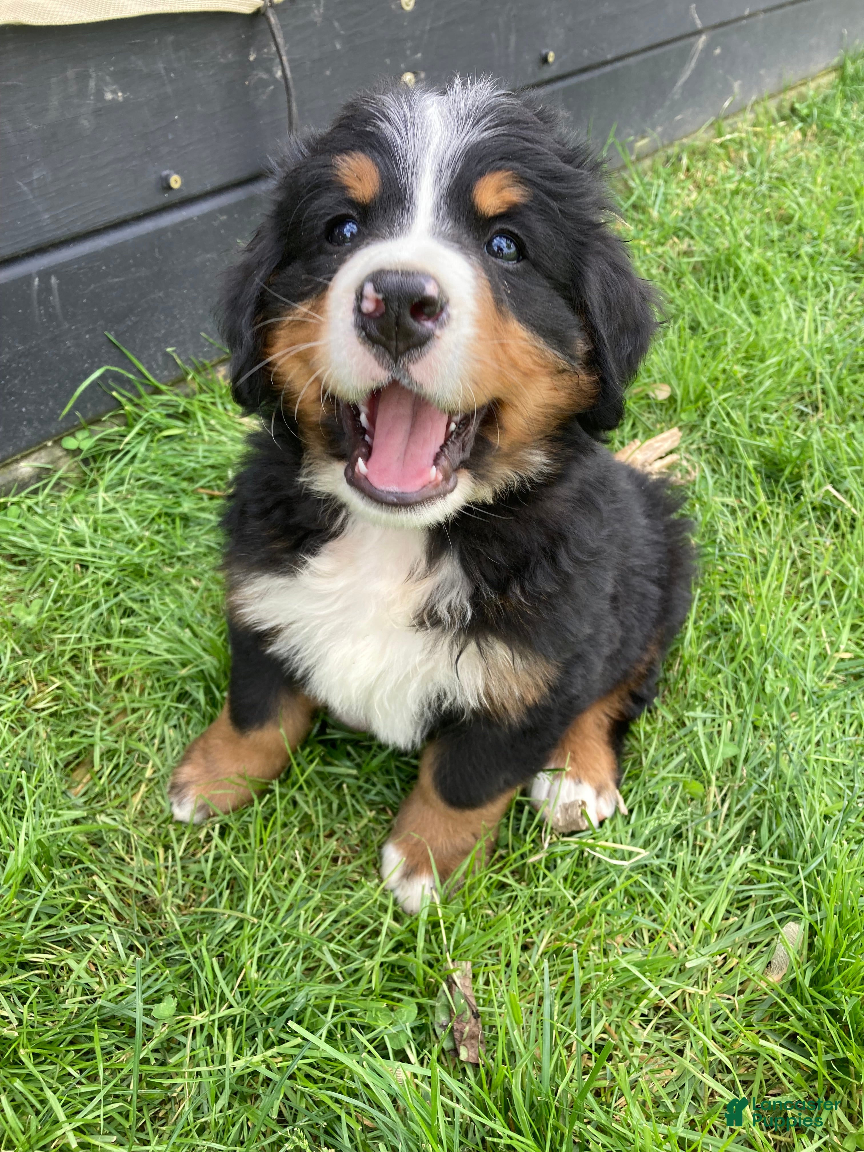 Bernese Mountain Dog dogs Jerry - Ad 1