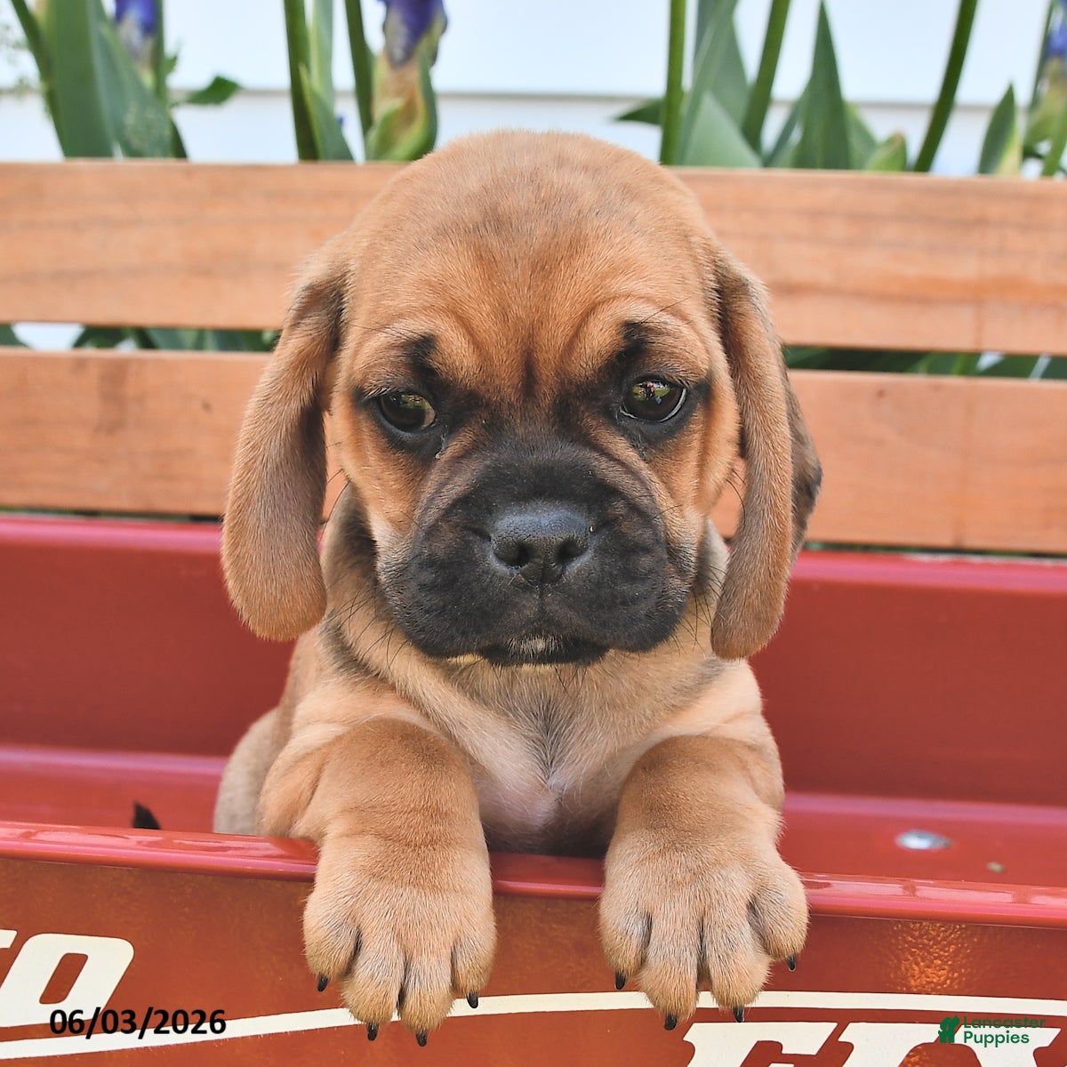 Puggle dogs for sale: Skyler - Ad 1