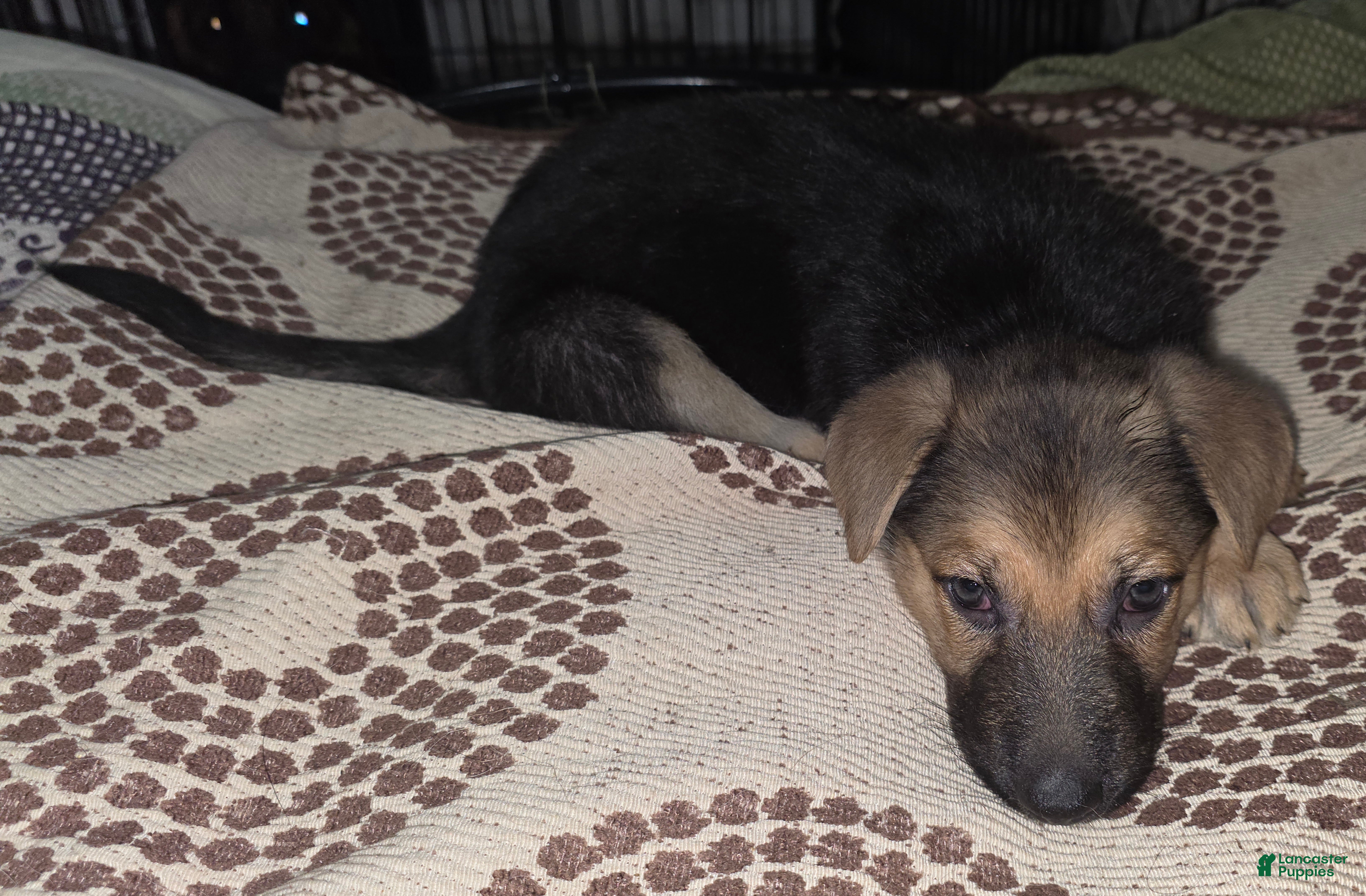 German Shepherd dogs Bella (5) - Ad 14