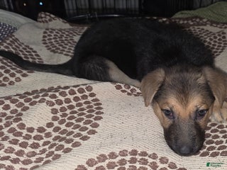 German Shepherd dogs Bella (5) - Ad 14