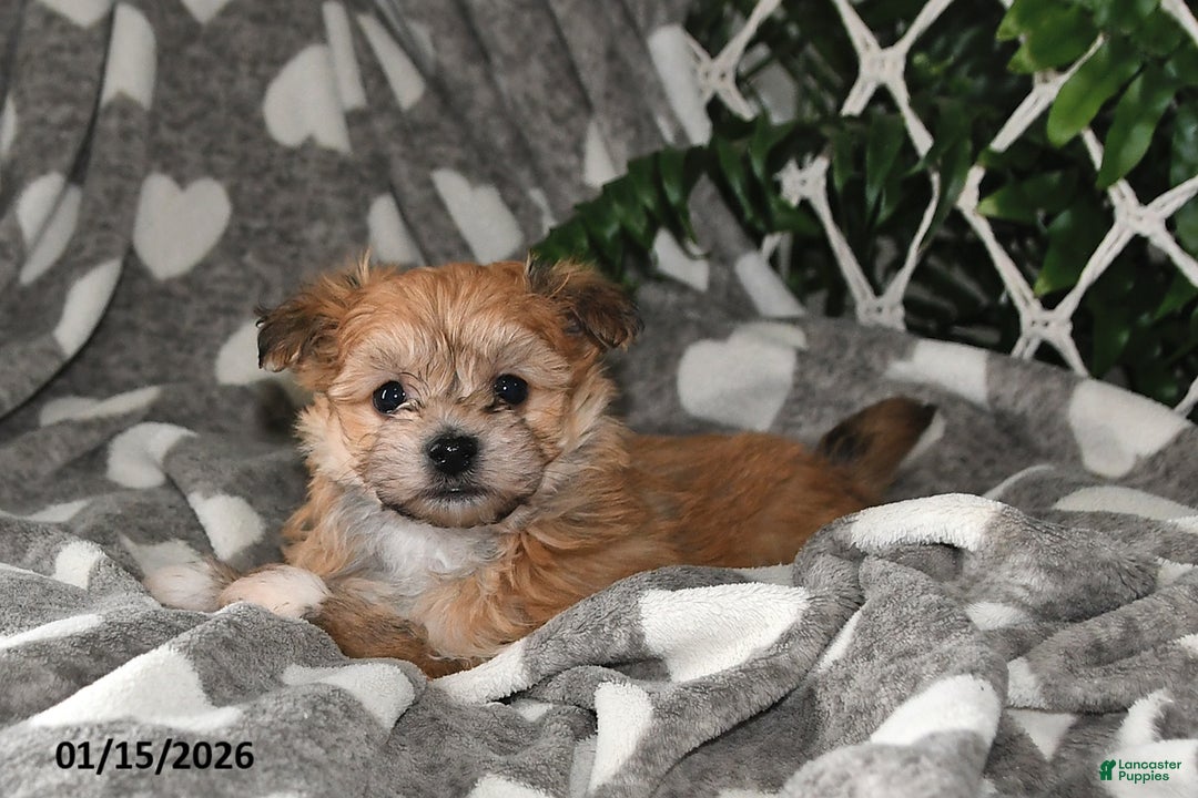 Havanese dogs for sale: Cactus - Ad 4