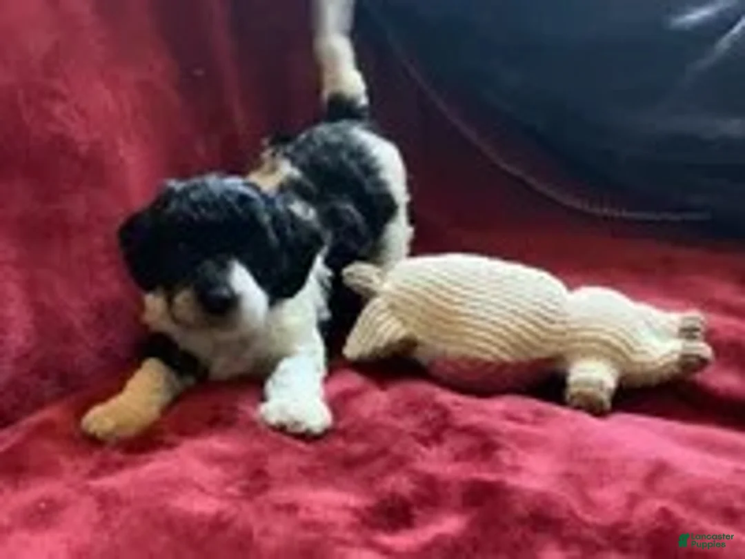 Mini Goldendoodle dogs for sale: Gigi - Ad 7