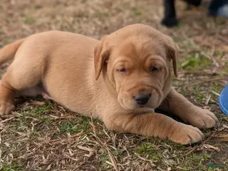 Labrador Retriever dogs for sale: Hank - Ad 4