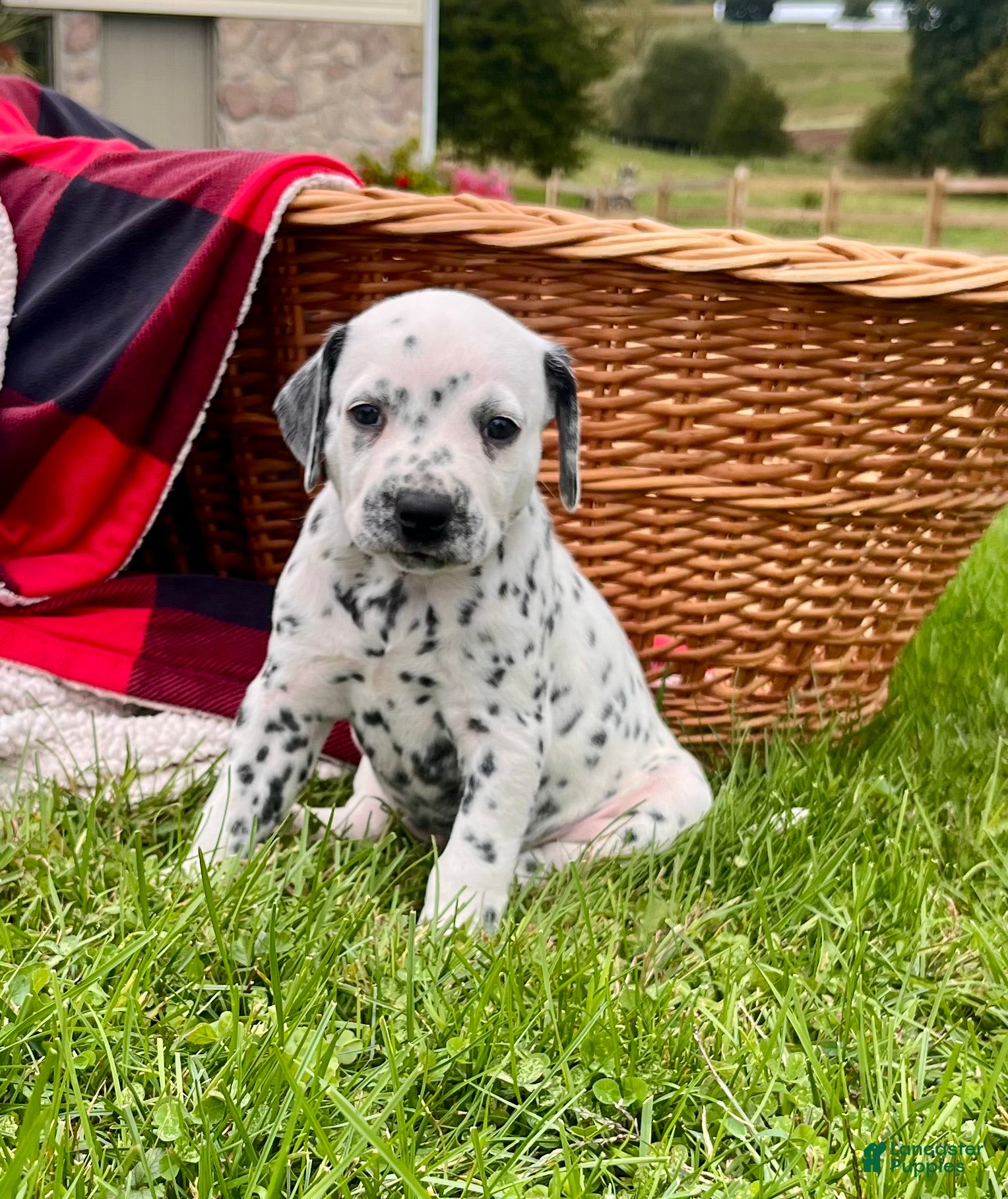 Dalmatian (Dalmatian, Female) in Colerain Township, PA