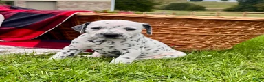 Regina❤️Akc Genetic tested