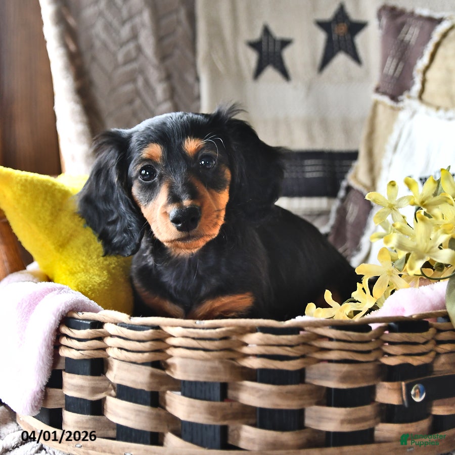 Miniature Dachshund dogs Cindy - Ad 2