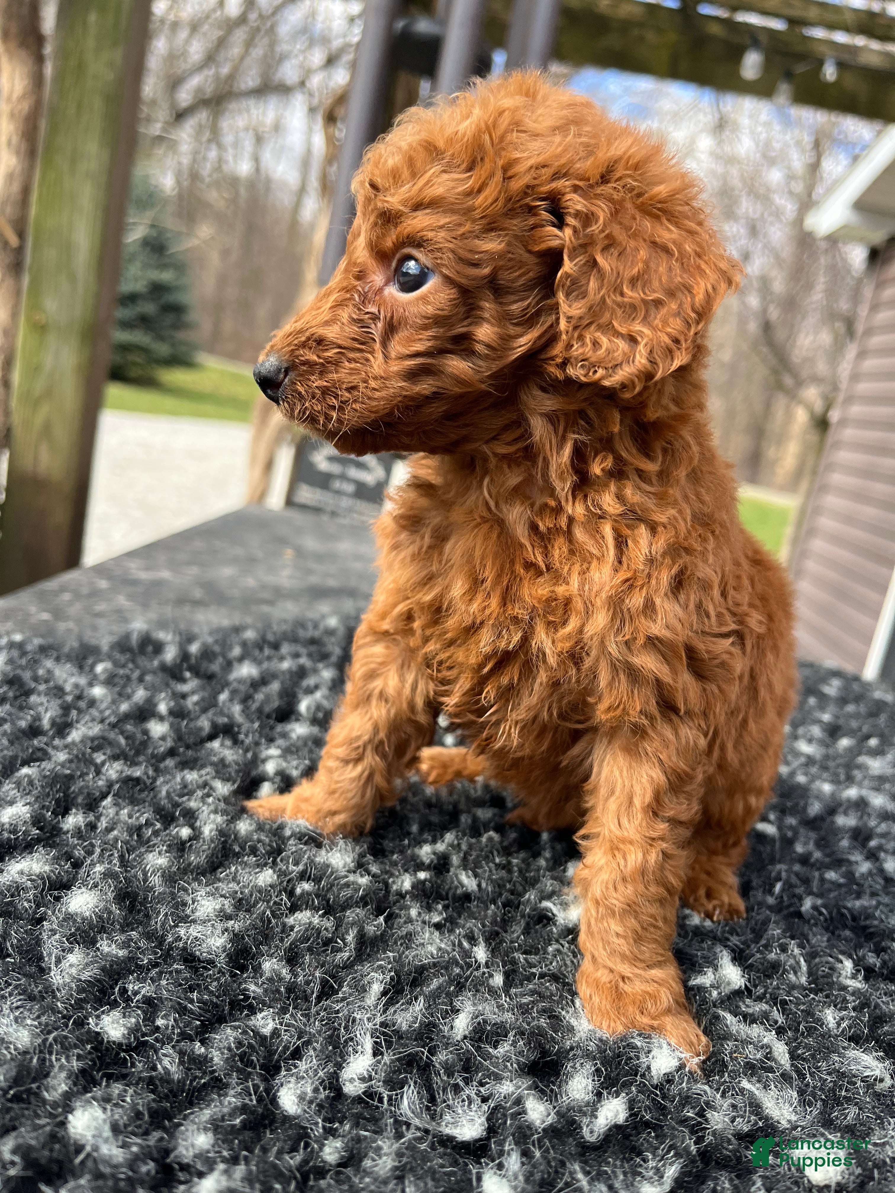 Mini Goldendoodle dogs Sadie - Ad 2