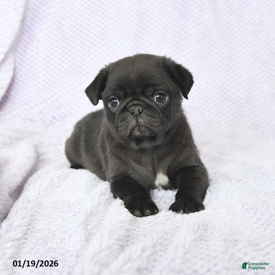 Pug dogs for sale: Whisper - Ad 3