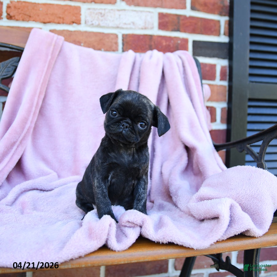 Pug dogs Tinzy - Ad 1