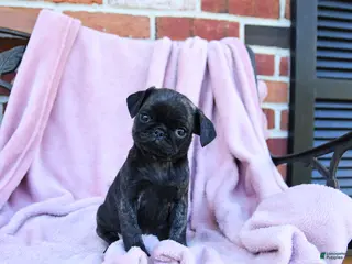 Pug dogs for sale: Tinzy - Ad 4