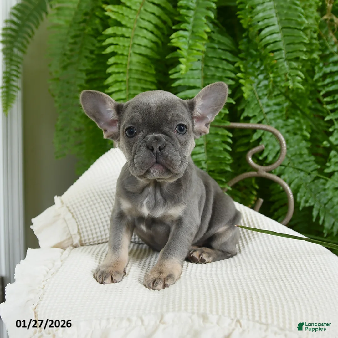 French Bulldog dogs for sale: Taffy - Ad 6