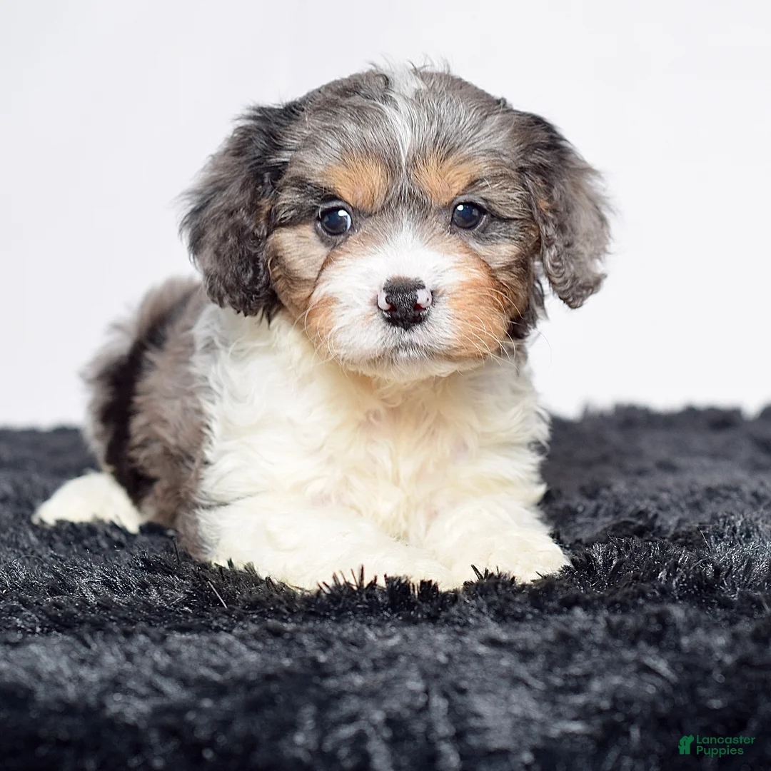 Cavapoo dogs for sale: Joe Wengerd - Ad 2