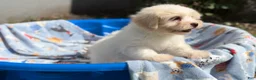 Shorkie dogs for sale: Shorkie Puppy 1 - Ad 3