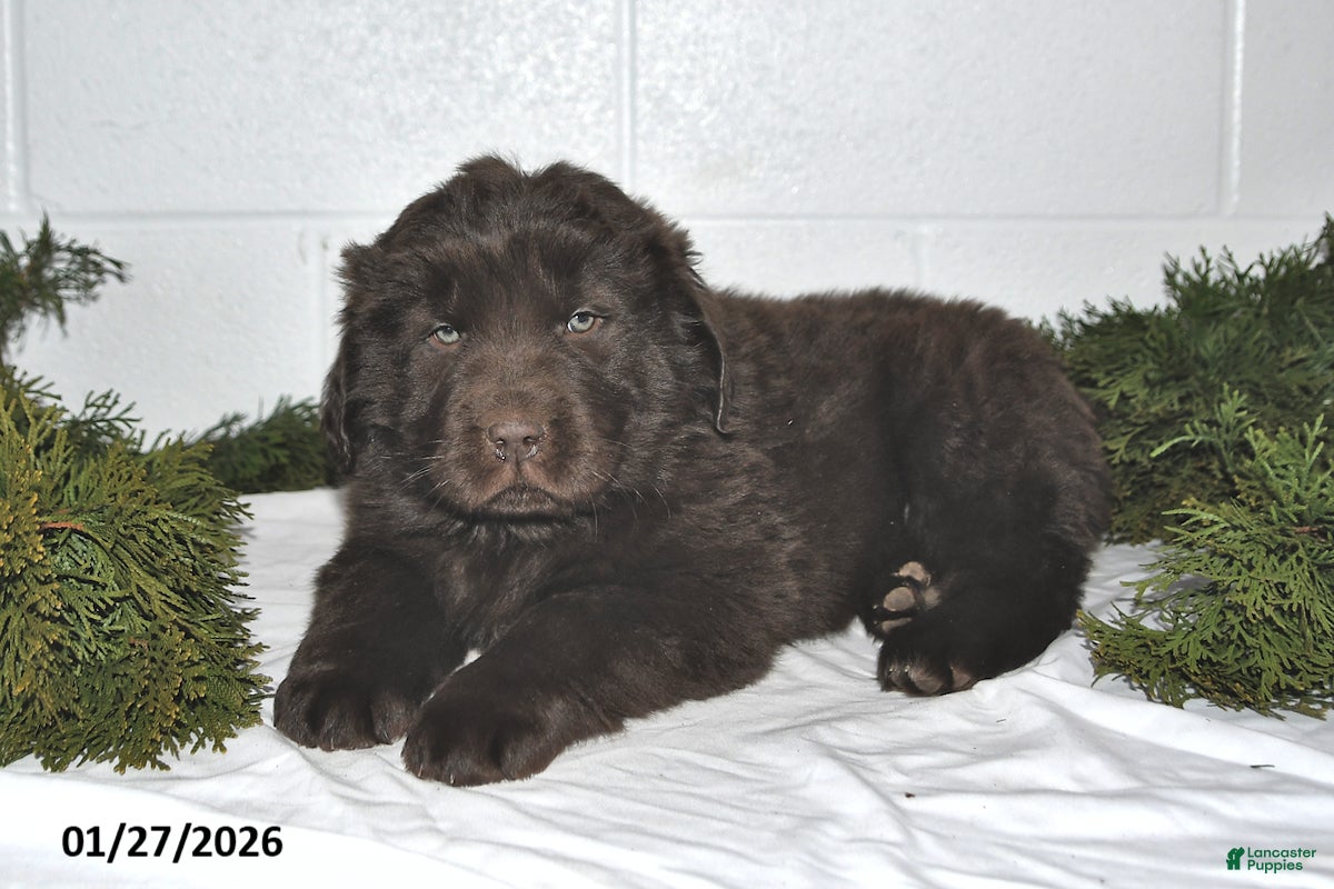 Newfoundland dogs Marshall - Ad 2