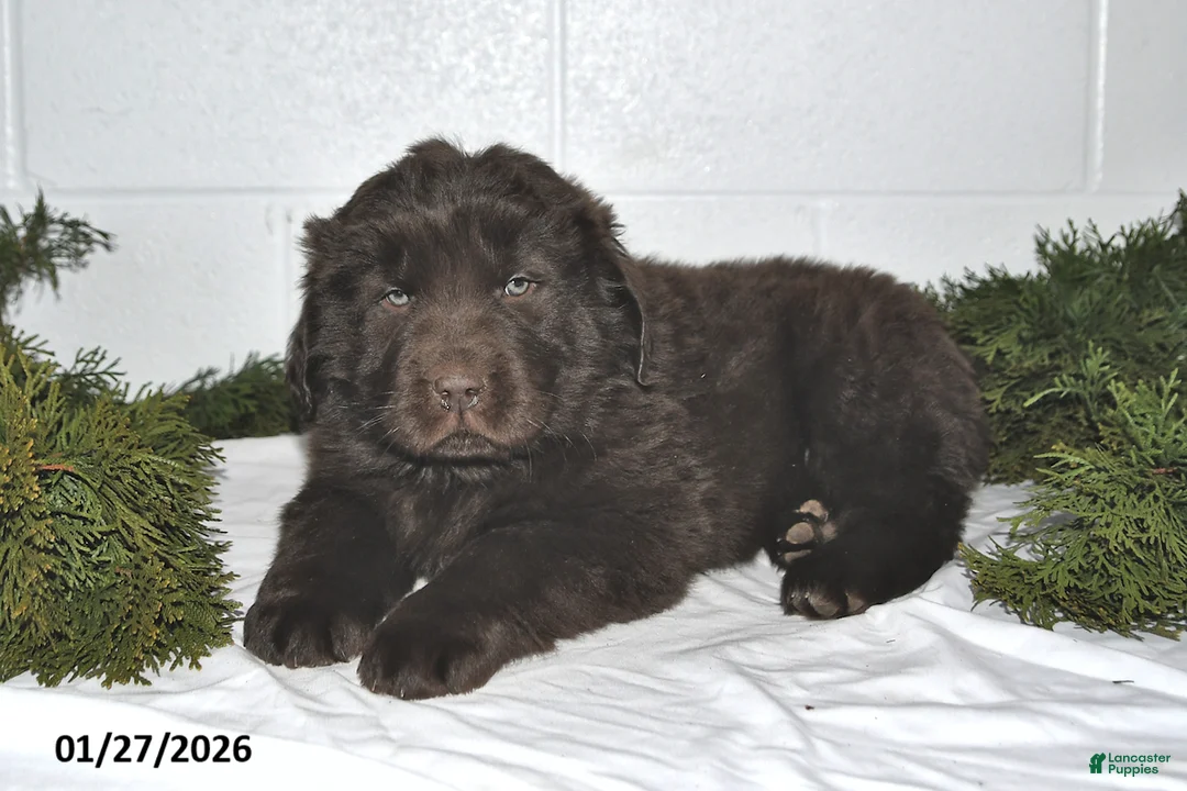 Newfoundland dogs for sale: Marshall - Ad 2