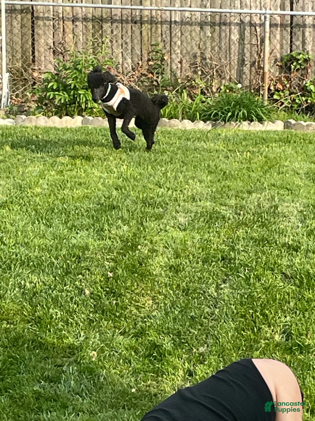 Standard Poodle dogs for sale: Standard Poodle Puppy 2 - Ad 6