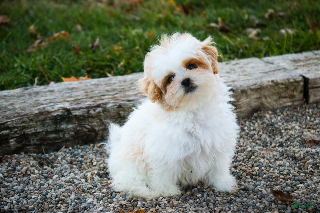 Shihpoo dogs for sale: Fargo - Ad 6