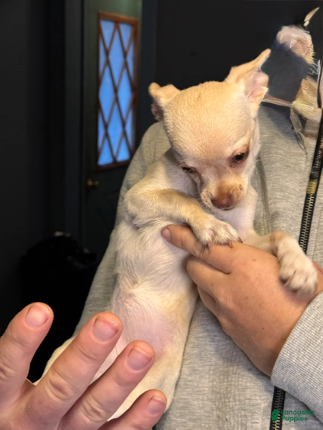 Chihuahua dogs for sale: Princess - Ad 1
