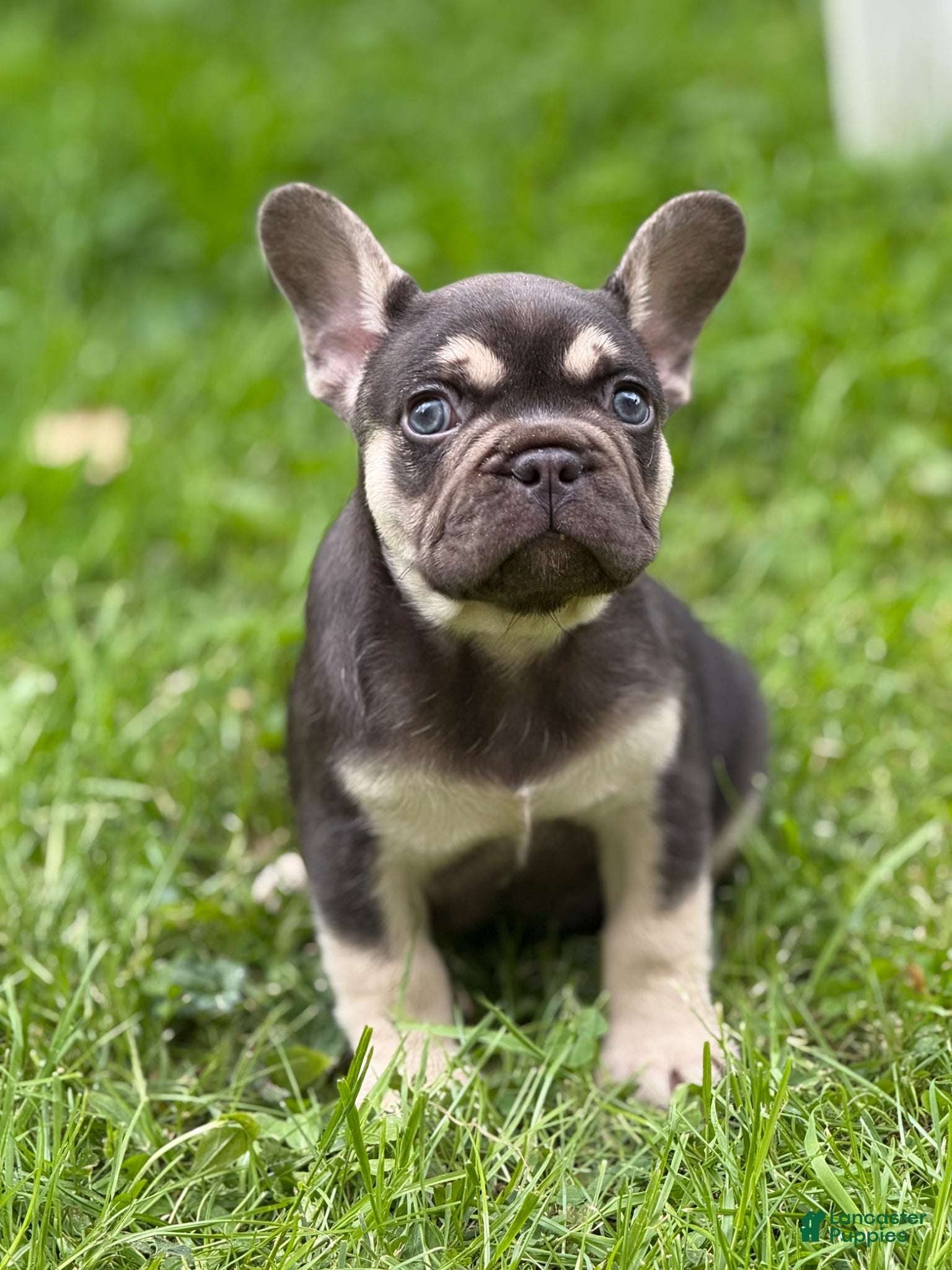 French Bulldog dogs French Bulldog Puppy 2 - Ad 1