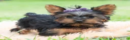 Yorkshire Terrier dogs for sale: Rosaria - Ad 5
