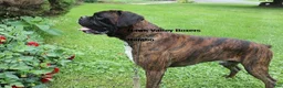 Boxer dogs for sale: Ginger- Champion lines - Ad 5