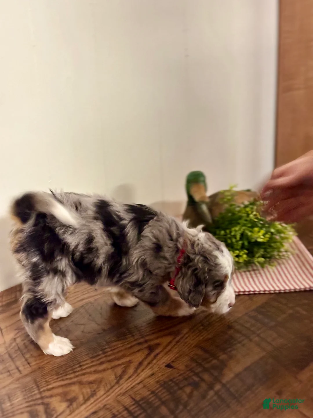 Mini Bernedoodle dogs for sale: Chloe Mini Bernedoodle Puppy 2 - Ad 18