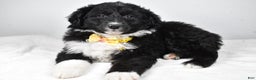 Mixed Breed dogs for sale: Poochie - Ad 6