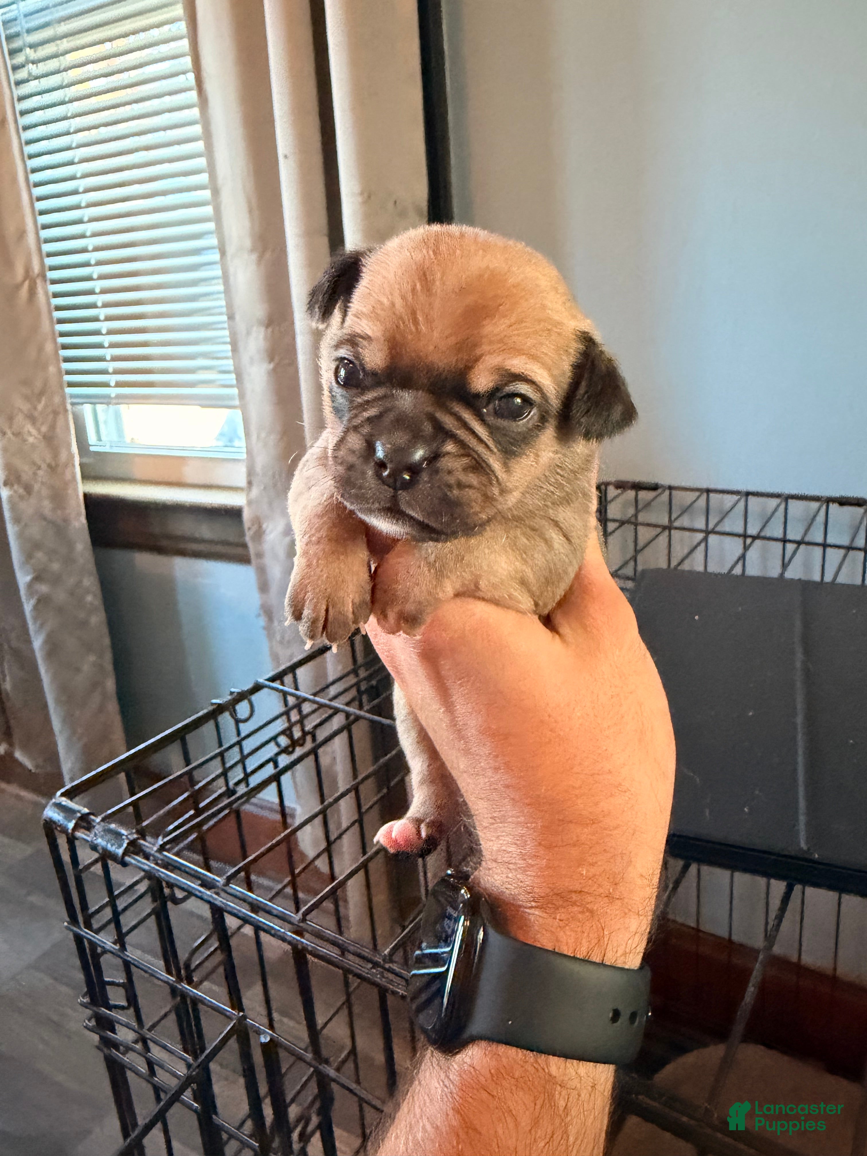 Mixed Breed dogs for sale: Chug 1 - Ad 4
