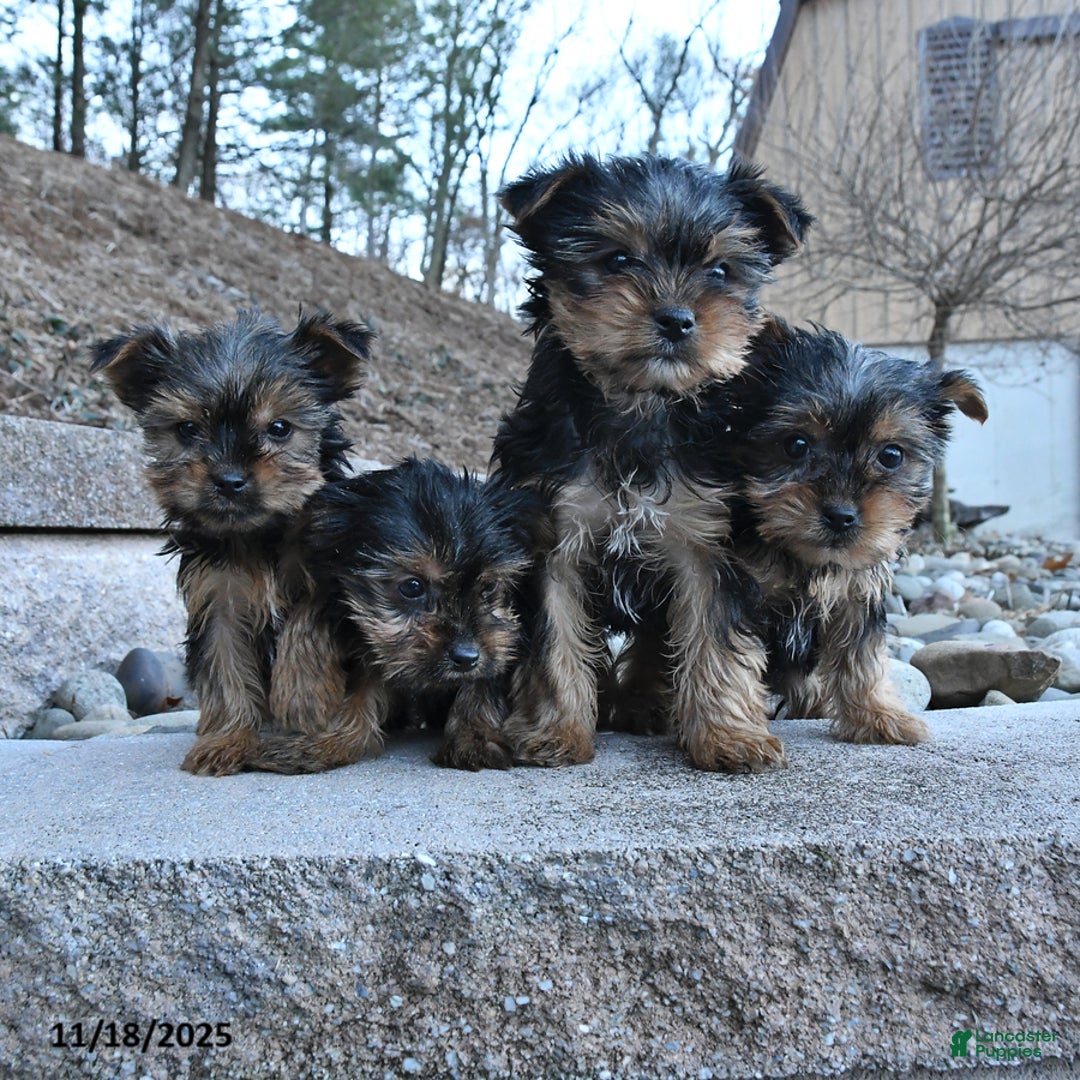 Yorkshire Terrier dogs for sale: Missy - Ad 3