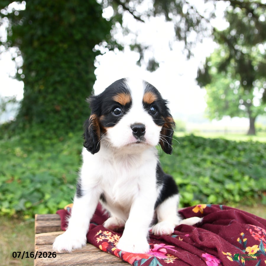 Cavalier King Charles Spaniel dogs Gunnar - Ad 2