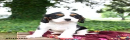 Cavalier King Charles Spaniel dogs for sale: Gunnar - Ad 2