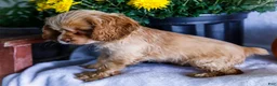 Cocker Spaniel dogs for sale: Daisy - Ad 8