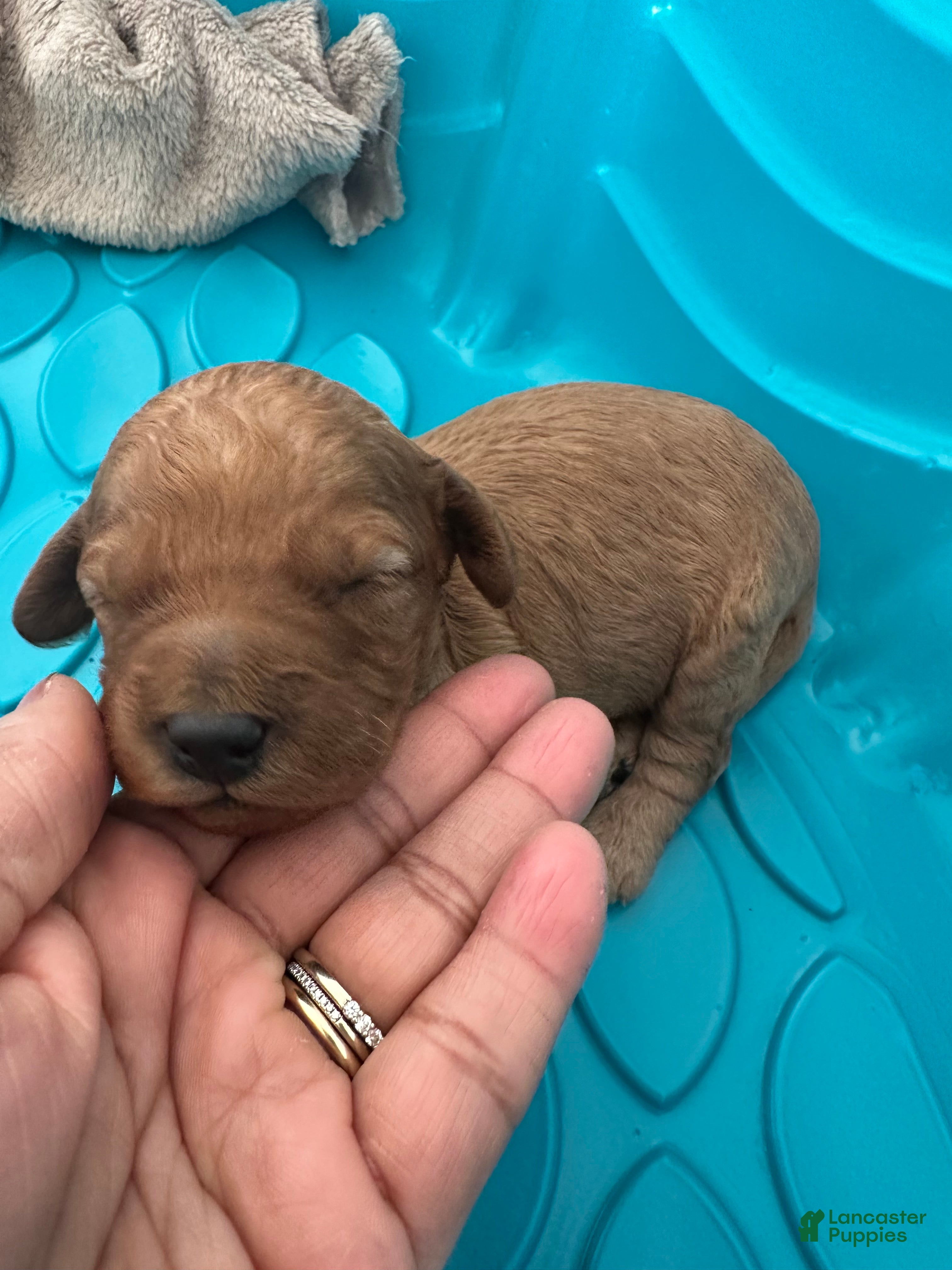 Mini Goldendoodle dogs Cinnamon - Ad 25