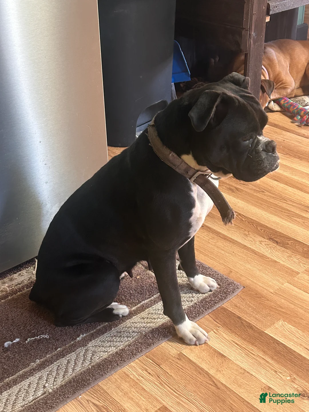 Mixed Breed dogs for sale: Lily - Ad 8