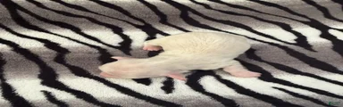 Cream female 1