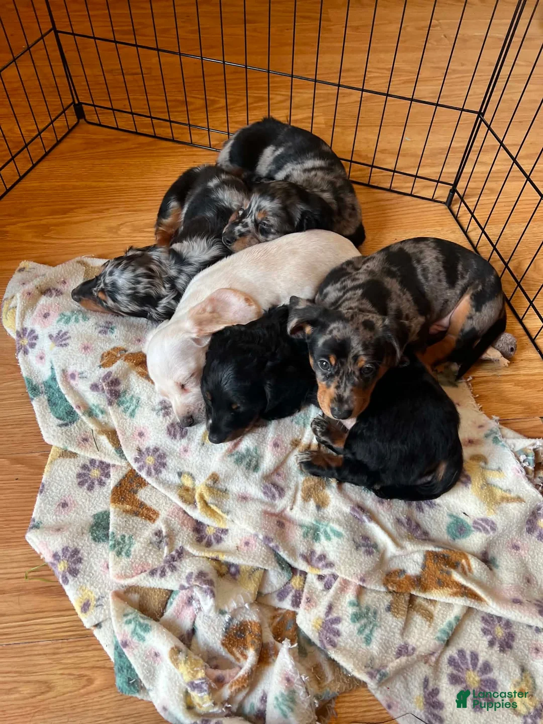 Dachshund dogs for sale: Went home - Ad 1
