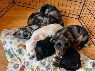 Dachshund dogs Went home - Ad 4