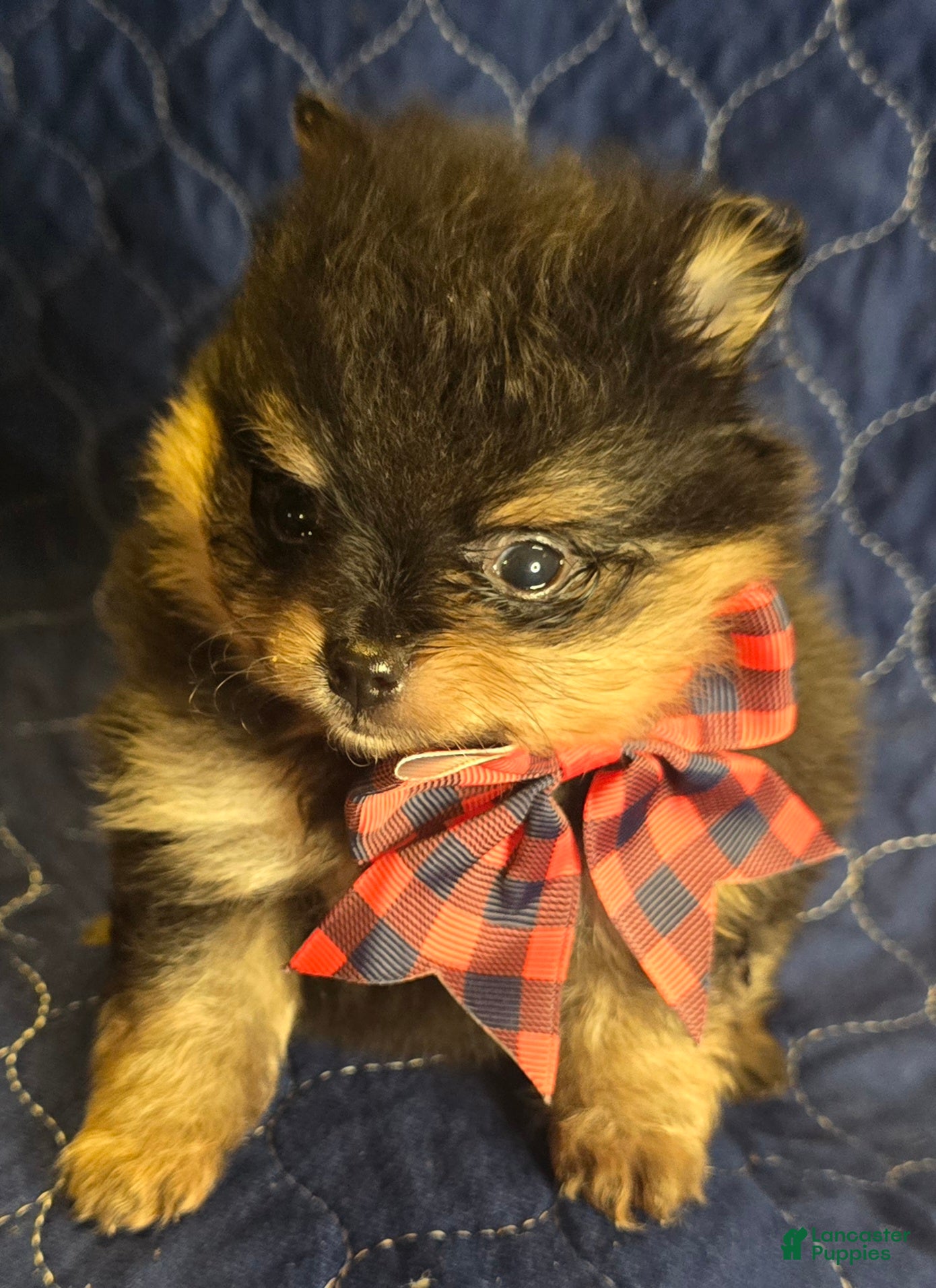 Pomeranian dogs Black & Tan girl - Ad 4