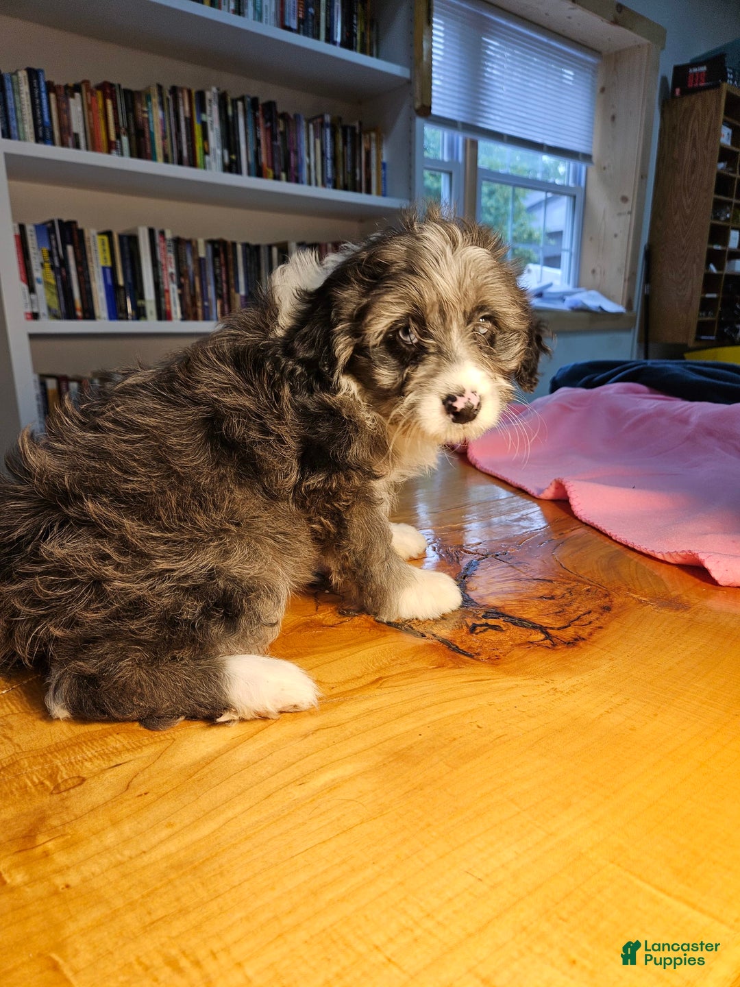 Mixed Breed dogs for sale: Cloud - Ad 4