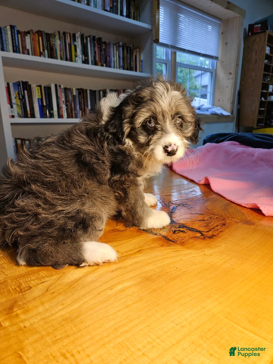 Mixed Breed dogs for sale: Cloud - Ad 3