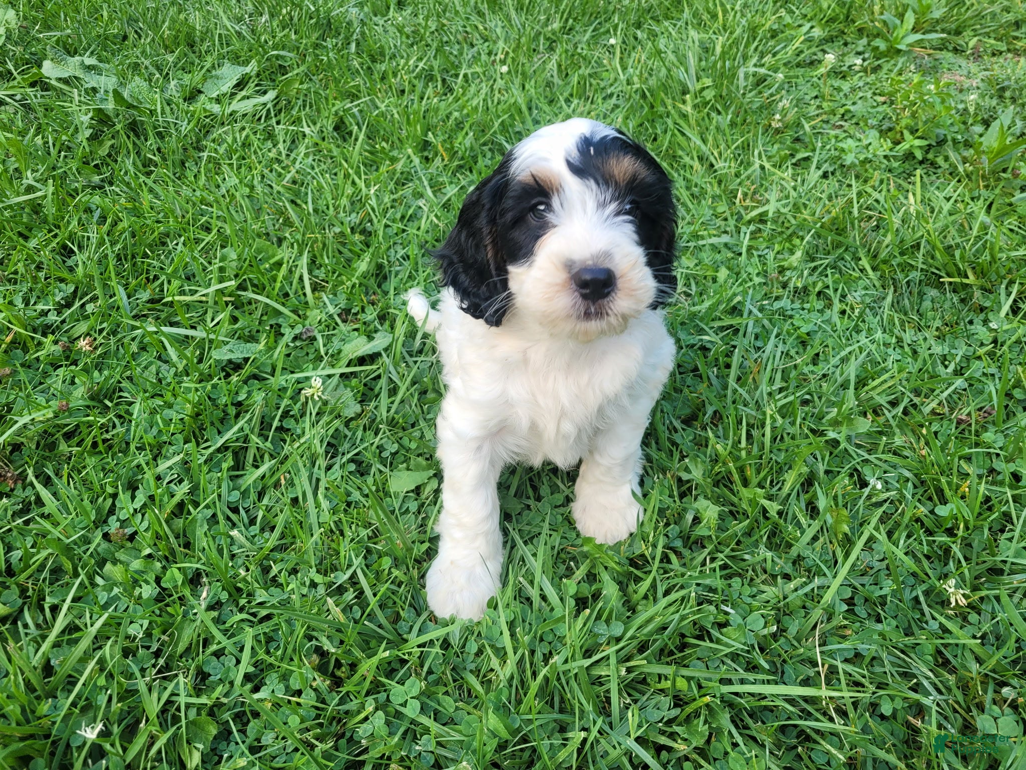 Cavapoo dogs John - Ad 1